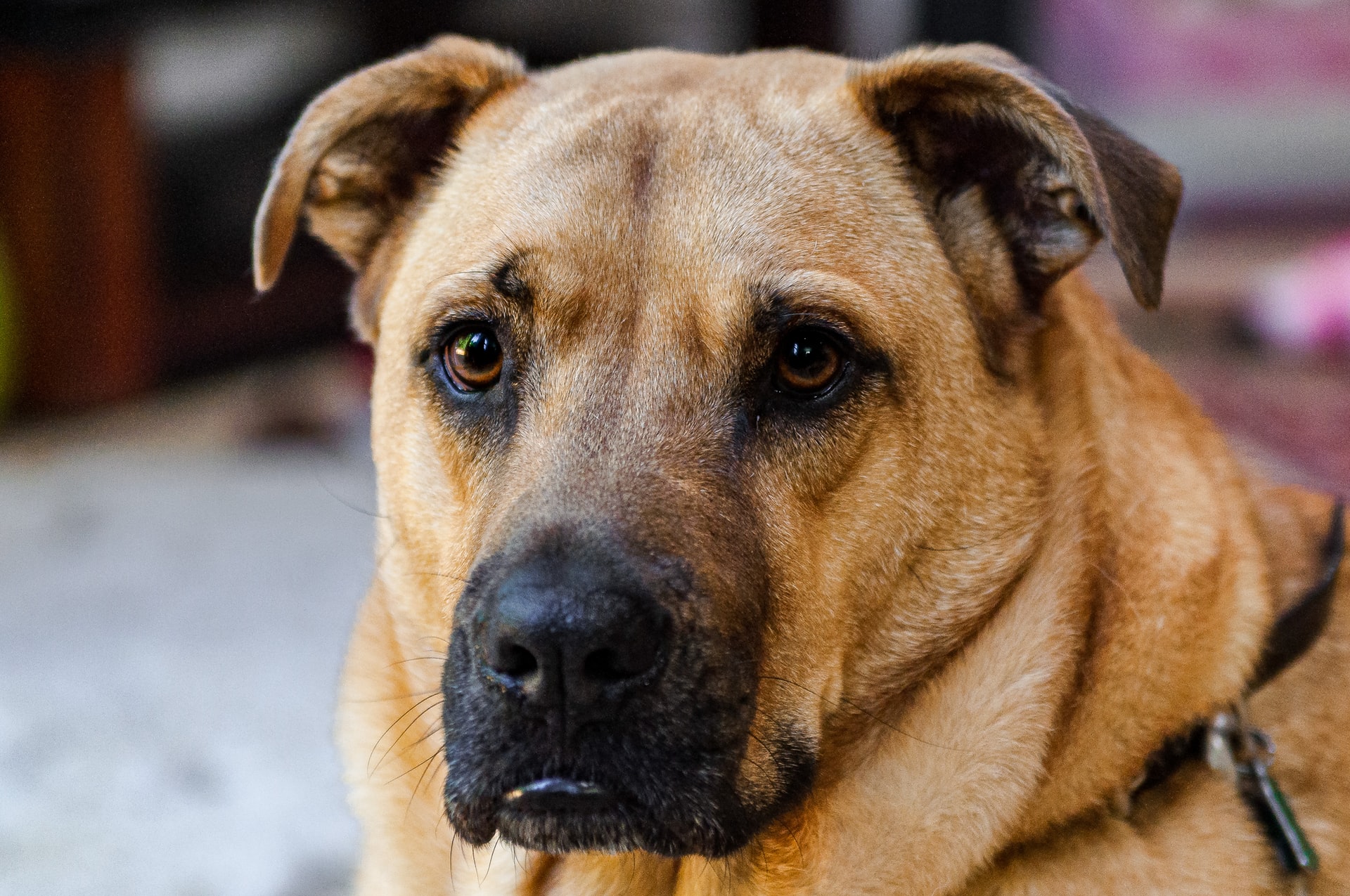 How Much Does Sarabi Dog Maintenance Cost