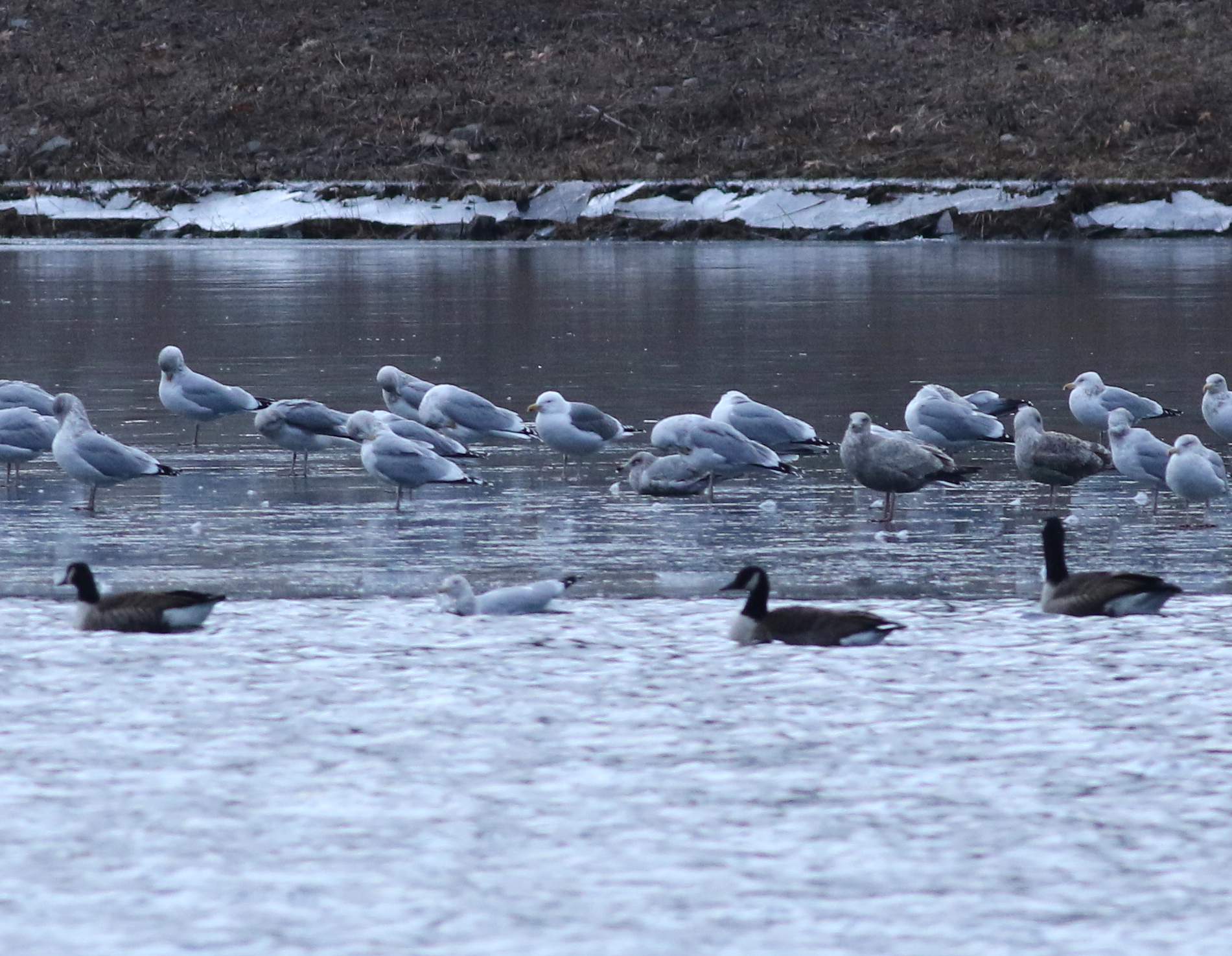 Pioneer Birding MA hybrid Great Blackbacked x Herring Gull