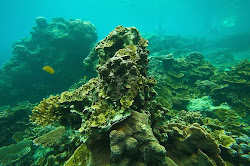 coral reefs karimun jawa indonesian blogthis email