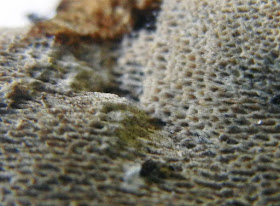 setae hairs pore surface of Inonotus glomeratus