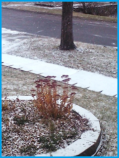 thin layer of snow in the front garden, sidewalk, and grass lawn.