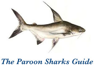 Paroon Sharks Guide