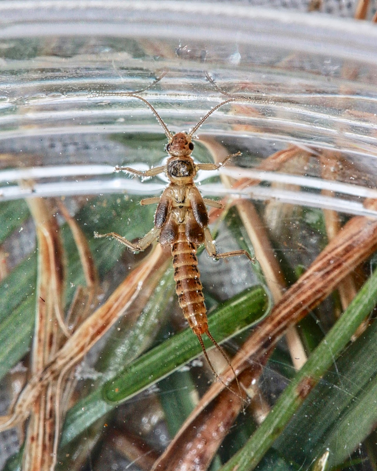 Aquatic Insects of Central Virginia: The small winter stoneflies are ...