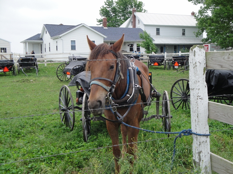 New York State of Mind HAITI BENEFIT AUCTION PENN YAN, NY JUNE 1415