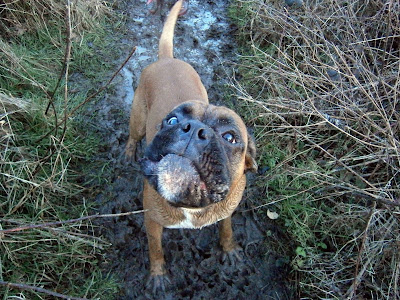 boxer dog pulling funny face out in the mud