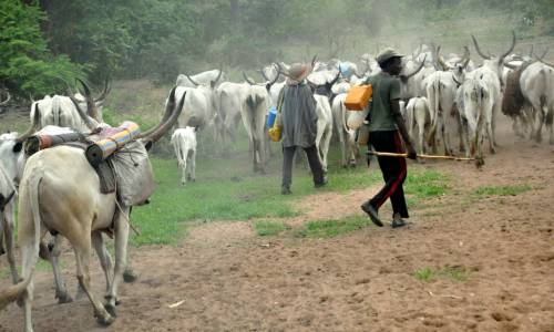 Cattle Breeders Leave Ondo Forest Reserves As Government Begins Registration Of Herdsmen