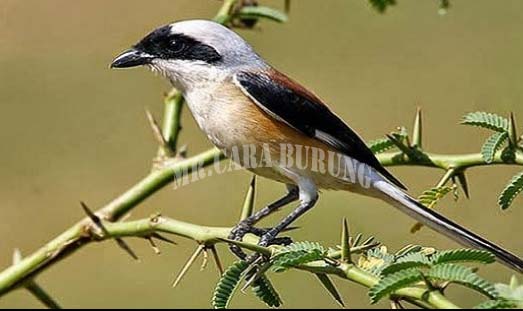 Sekilas Tentang Burung Cendet Caracari Us
