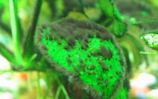 penghilang alga aquascape