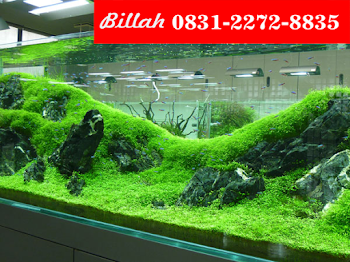 Murah Wa 62 831 2272 8835 Hiasan Akuarium Plastik Rumput