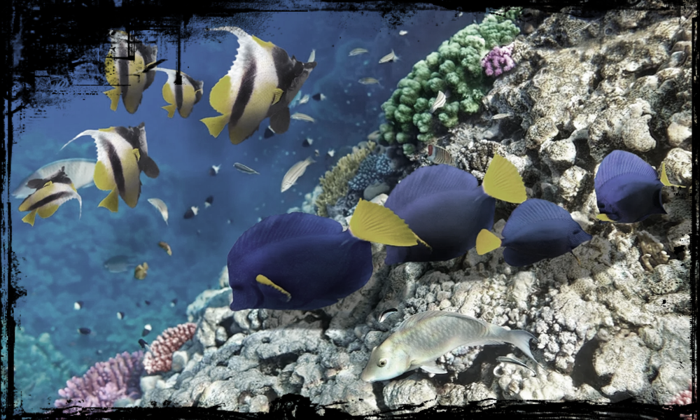 Kode Alam Mimpi Ikan Layur Lengkap Terpercaya 2d 3d 4d Kode Alam Mimpi Ikan Layur Lengkap Terpercaya 2d 3d 4d