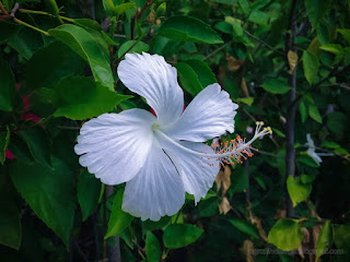 Sweet Fresh White Flower Amongst Green Leaves Of Hibiscus Or Rose Mallow Plants In The Garden At The Village