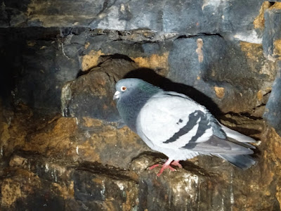 Pigeon in Lochend Park Doocot by Kevin Nosferatu for The Skulferatu Project