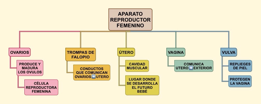 mapa conceptual células reproductora femenina