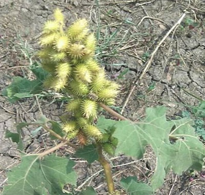 संखाहुली या छोटा गोखरू, वानस्पतिक नाम (Xanthium strumarium) है।  Sankhahuli or Common Cockle bur is a medicinal plant