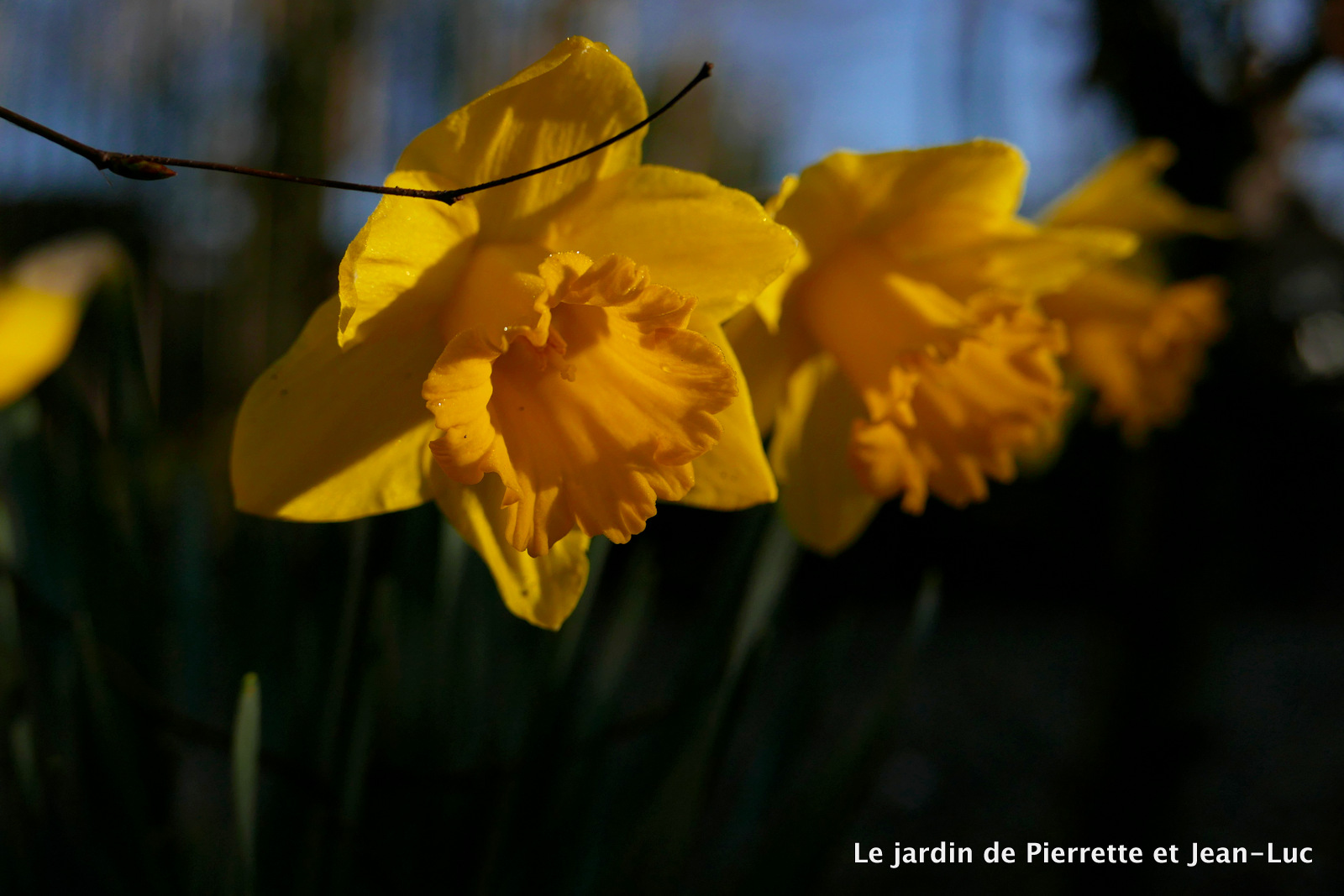 Ambiance-Jardin: 03/01/2017 - 04/01/2017