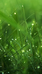 iphone rain hd wallpapers grass phone dark nature backgrounds mobile apple flower dew dawn screen ro
