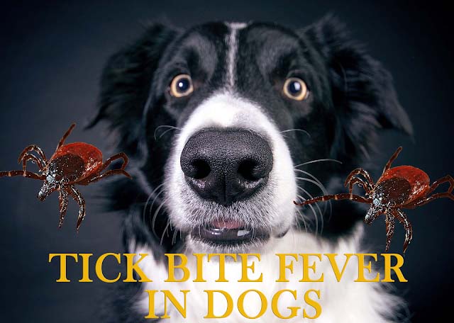 tick bite fever in dogs