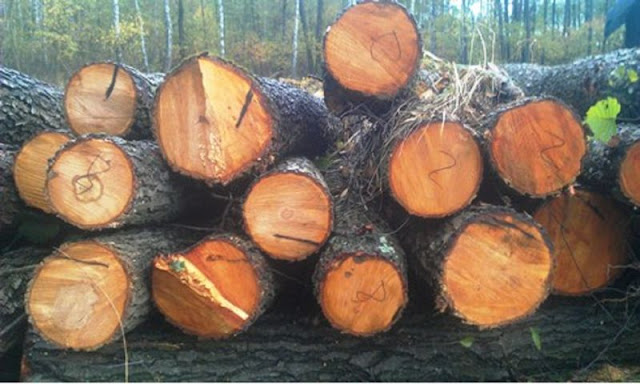 cây gỗ trăn