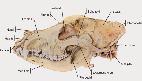Mandíbula  Anatomia Odonto