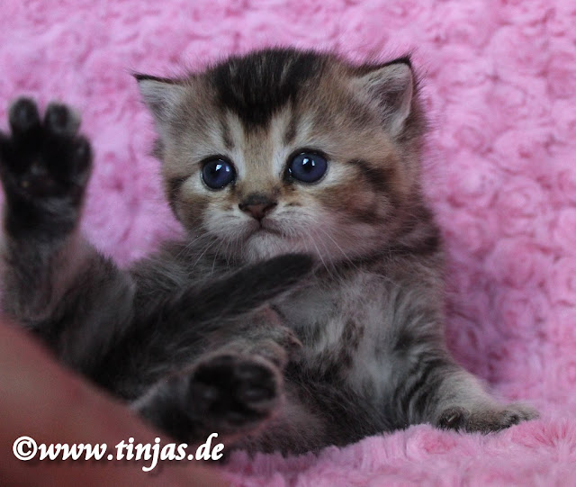 Golden tabby ticked Britisch Kurzhaar Katzenbaby Golden tabby ticked Britisch Kurzhaar Katzenbaby