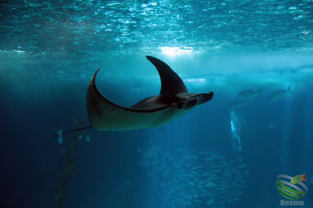 リスボン水族館