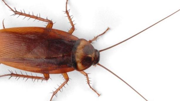 Survivre au Chaos: Les 12 meilleurs insectes à manger
