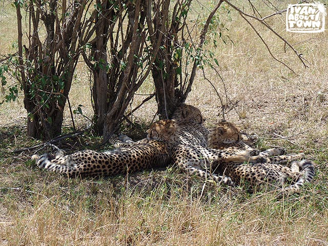 Safari game drive at Maasai Mara National Reserve in Kenya