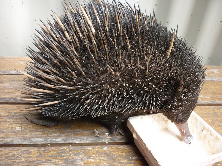 Echidna.