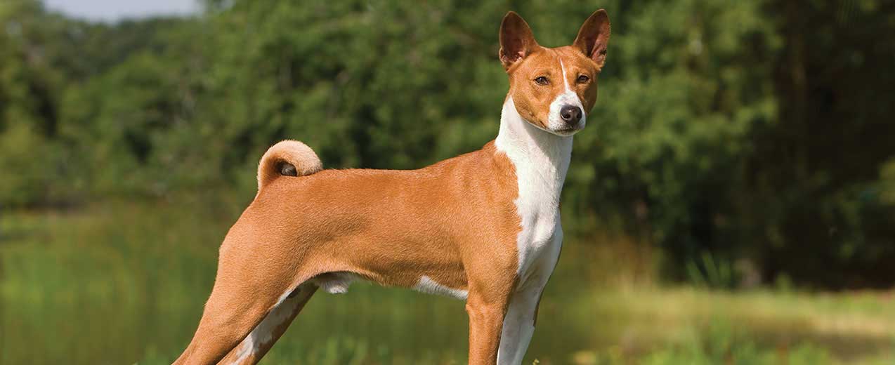 Top 10 Low Shedding Dog Breeds Australian Dog Lover top-10-low-shedding-dog-breeds-australian-dog-lover