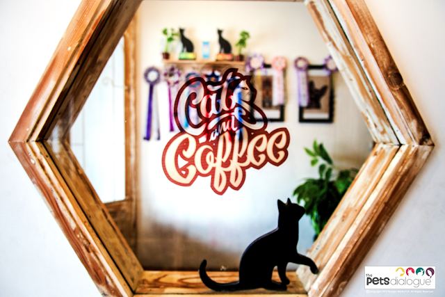 Cat cafes in Indonesia