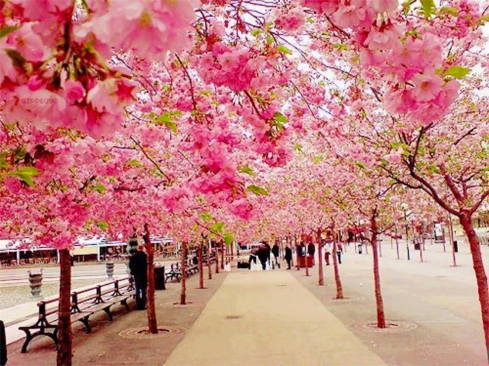 20 Gambar Bunga  Sakura  Di Jepang  Ayeey com