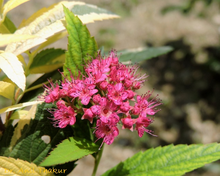 Frugal Tractor Mom Look What S Blooming Spiraea Cantoniensis