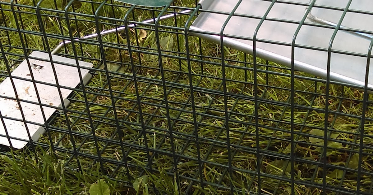 Larch Haven The Rabbit Traps