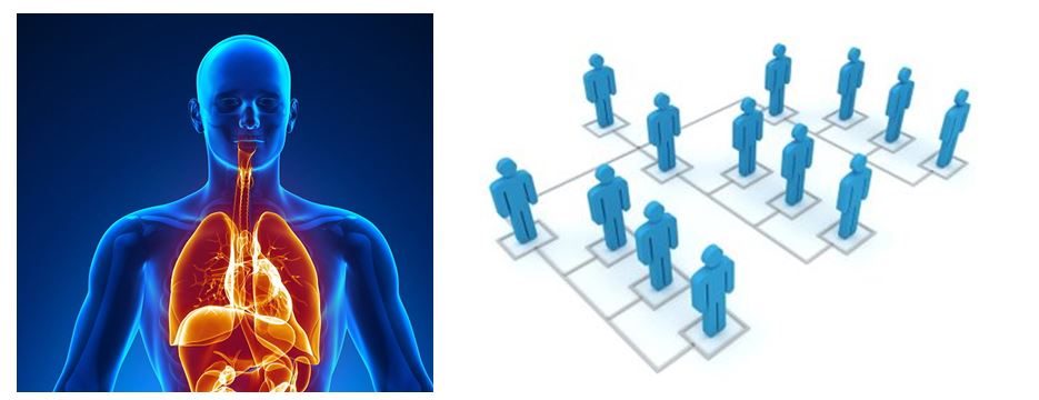Human Body an excellent analogy to Company Organizations