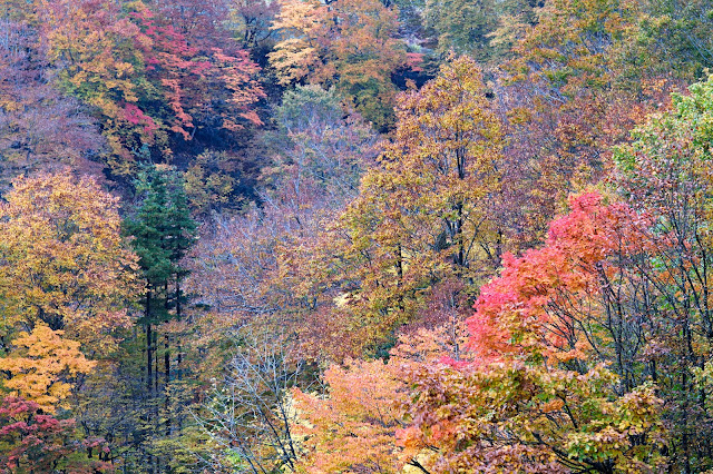 #photo #landscape #sigma #foveon #sdquattroh #japan #yamagata #tsuruoka #写真 #風景写真 #山形帝國 #山形県 #鶴岡市