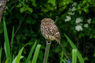 Garden Birds