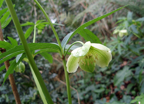 Eléboro verde (Helleborus viridis)