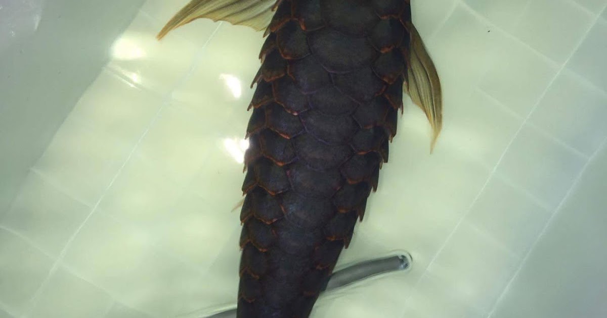 Asian Arowana Dropsy symptoms and cures