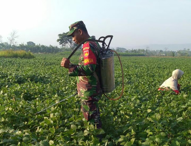 Babinsa Koramil 20 Cawas Dampingi Petani Penyemprotan Kedelai