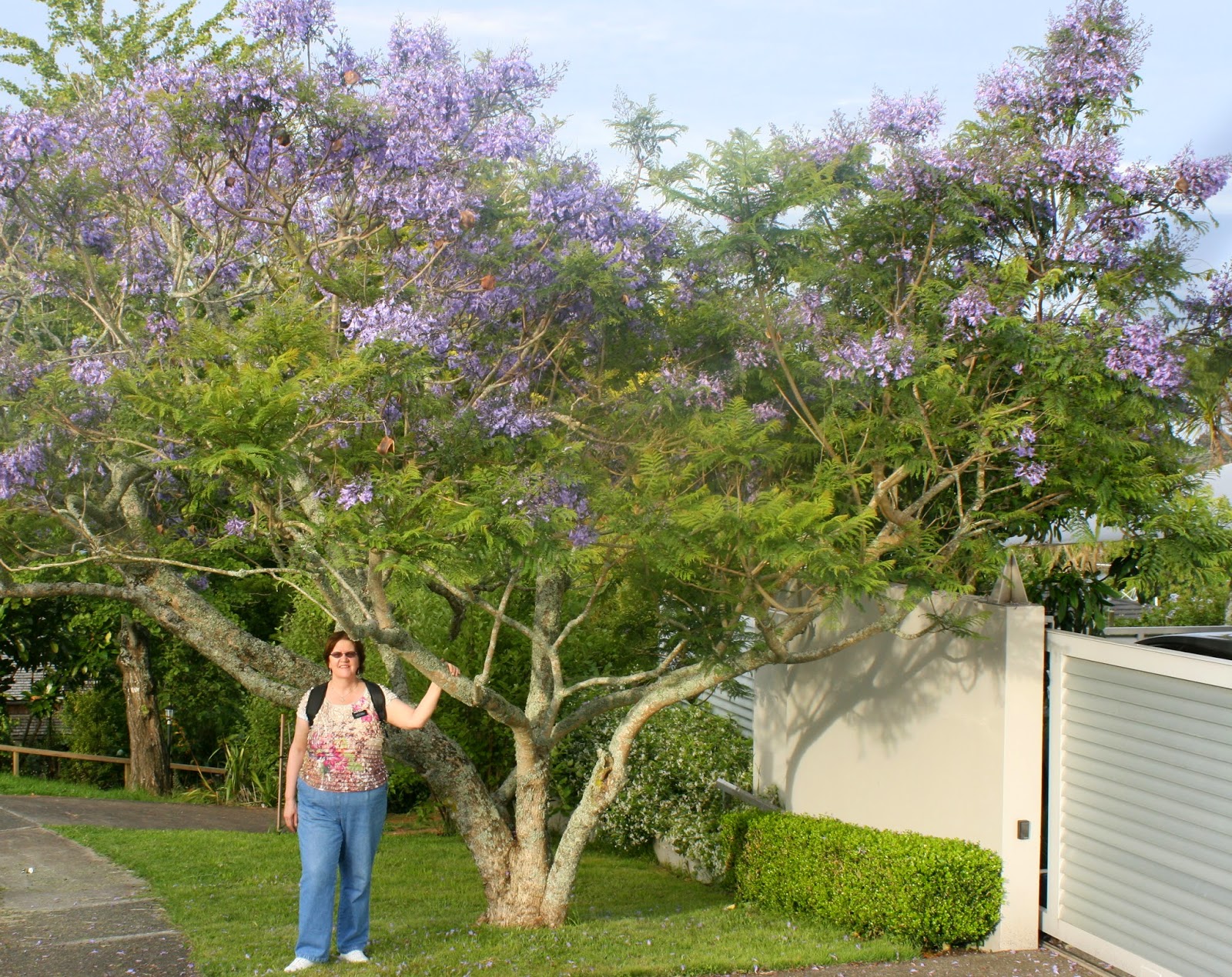 australian south african small purple tree australian south african small purple tree