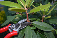 Home Garden + Design: Rhododendron Pruning: Now that was Easy!
