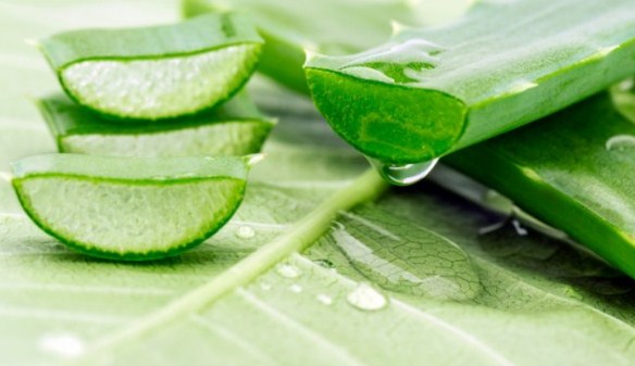 Try the Benefits of Herbal Medicines to Treat Gastric Acid Try the Benefits of Herbal Medicines to Treat Gastric Acid