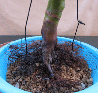 Acer palmatum shishigashira D