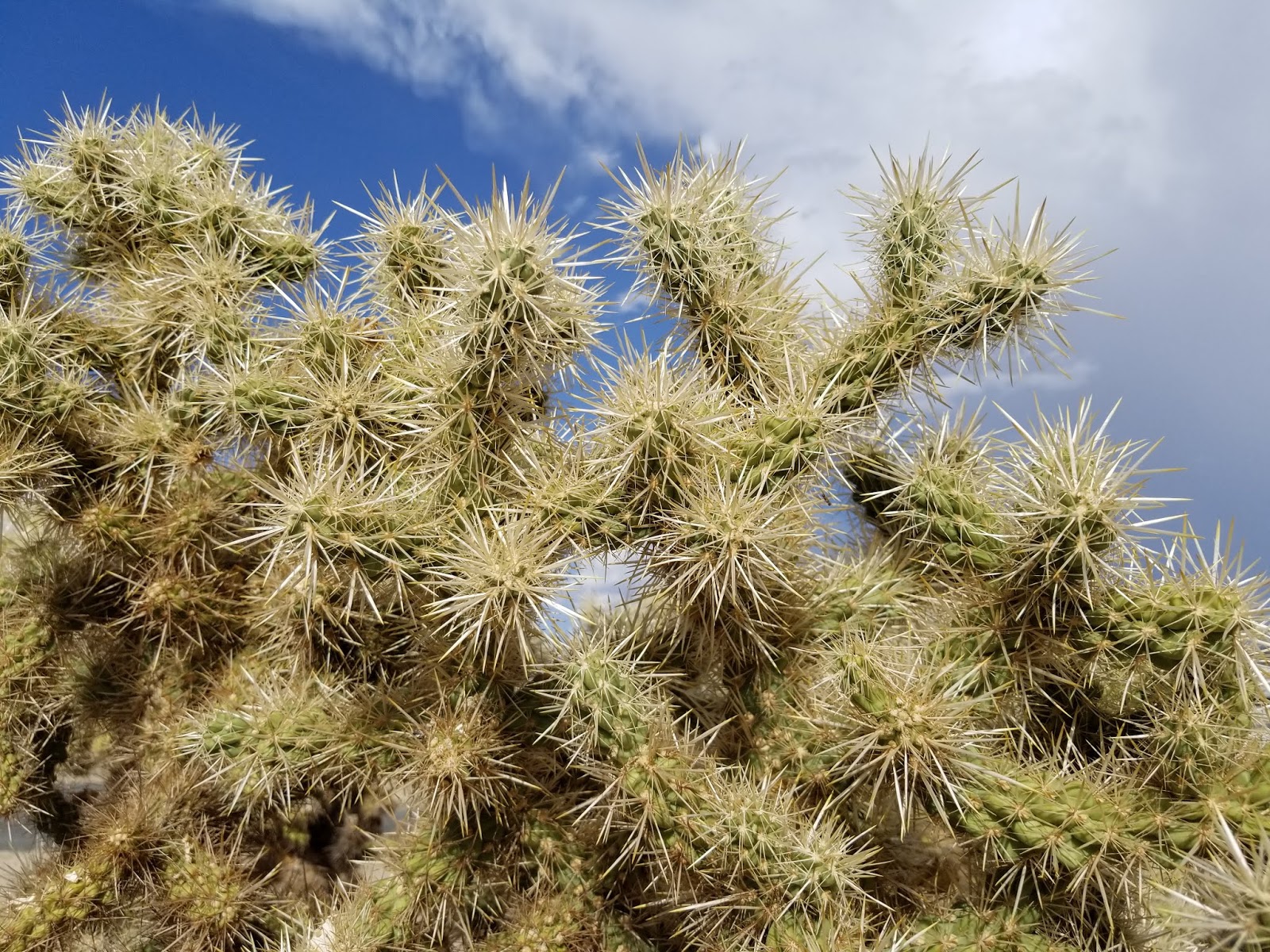 29 PALMS FOR TWO SCORPIONS CYLINDROPUNTIA ECHINOCARPA