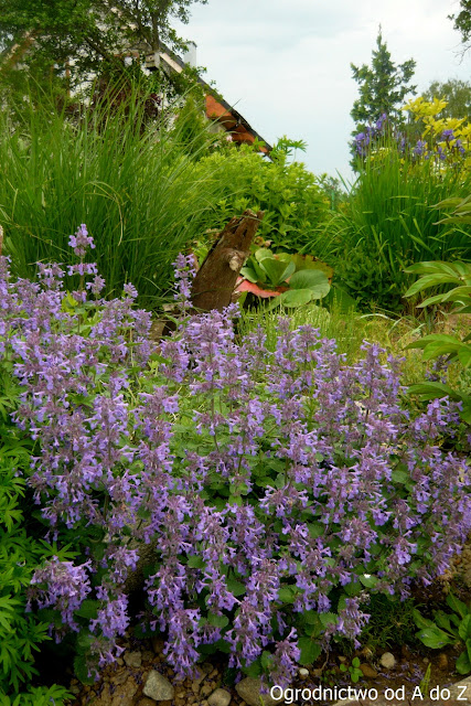 Kocimiętka Nepeta