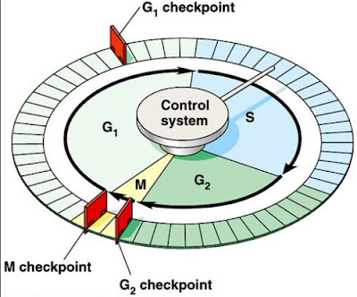 Genetic Engineering Info Biology Diagrams