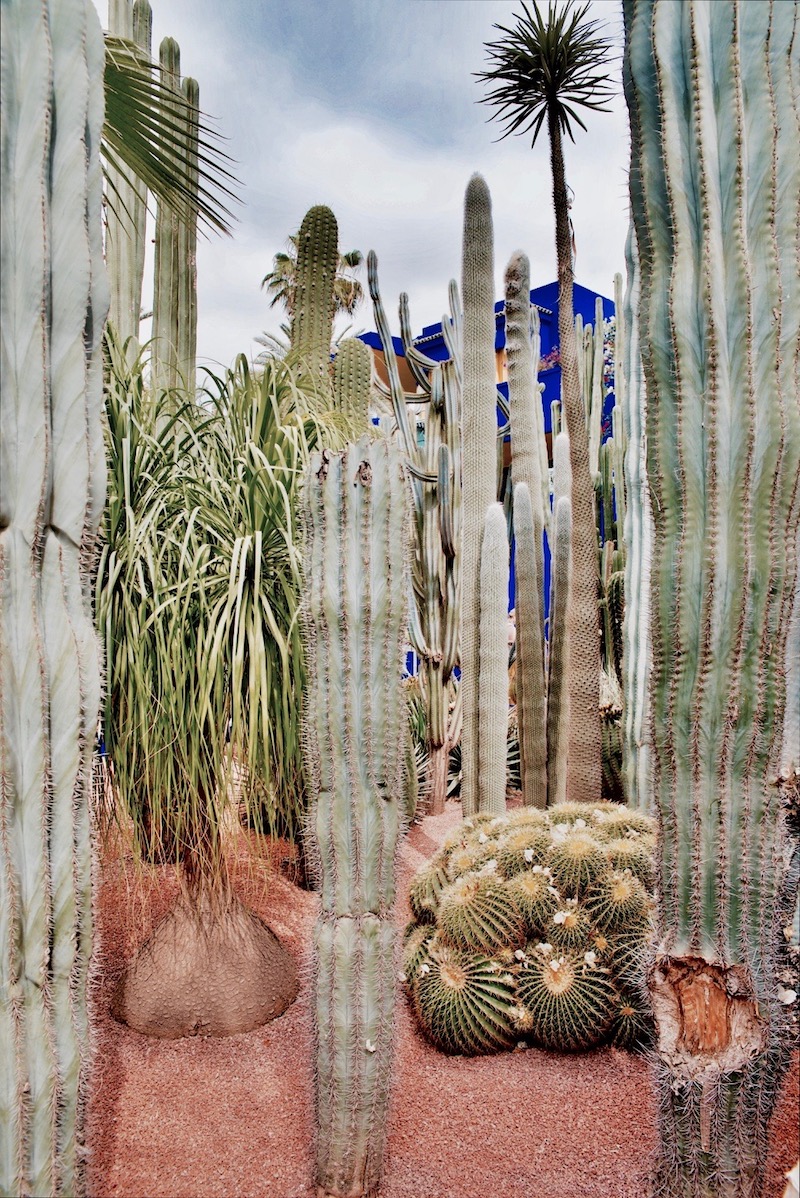 marrakesz ogród majorelle, Marrakesz ogród ysl Laurent Jardin majorelle jak powstał