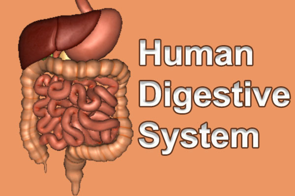 Boost Your Digestive System With These Spices