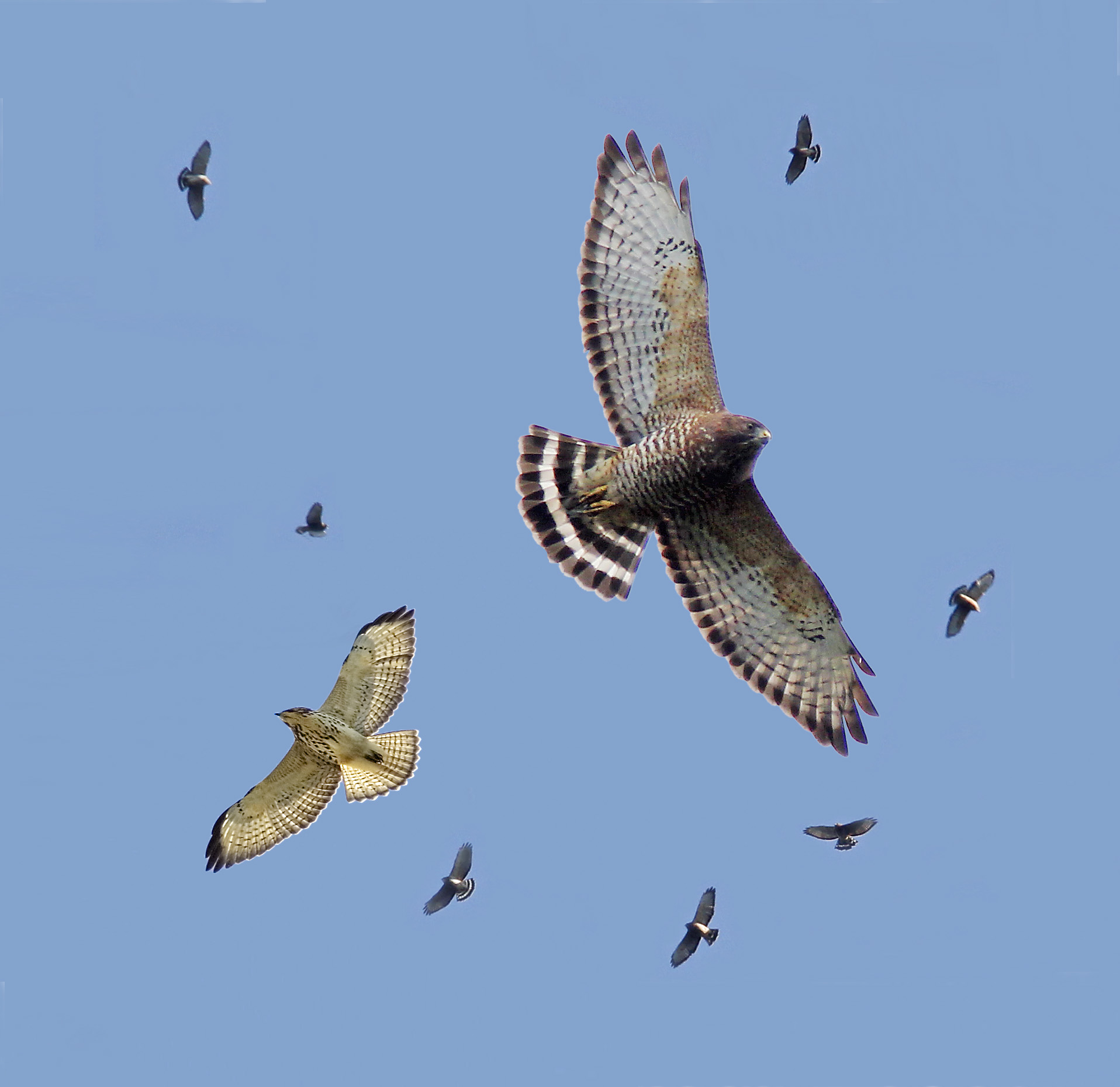 STOKES BIRDING BLOG Broadwinged Hawk Migration has started!!