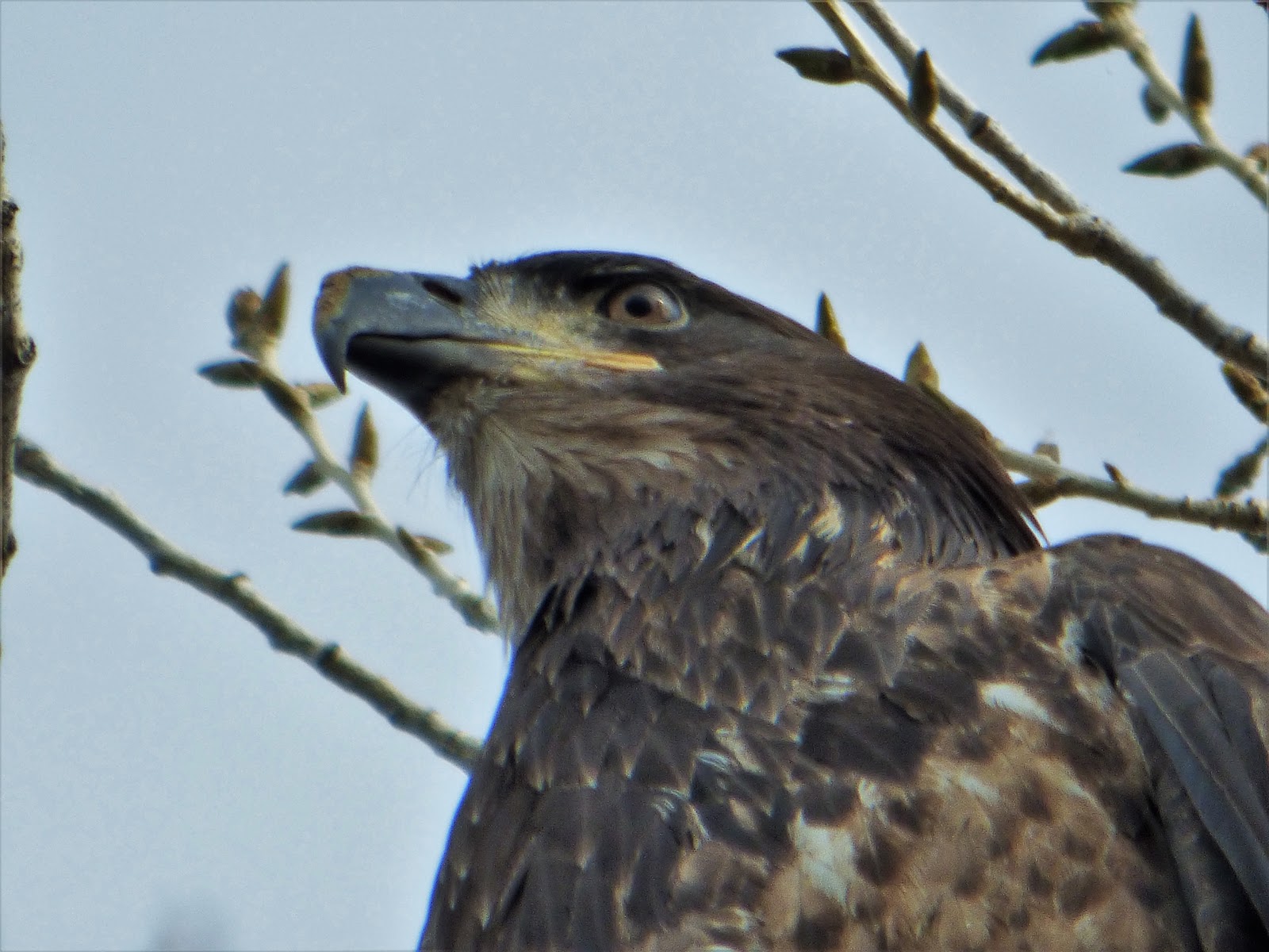 Geotripper's California Birds: Bald Eagles at the Sacramento National